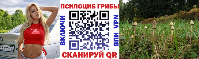 Галлюциногенные грибы Psilocybe  Купить  Разумное 